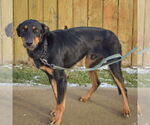 Small #1 Collie-Doberman Pinscher Mix