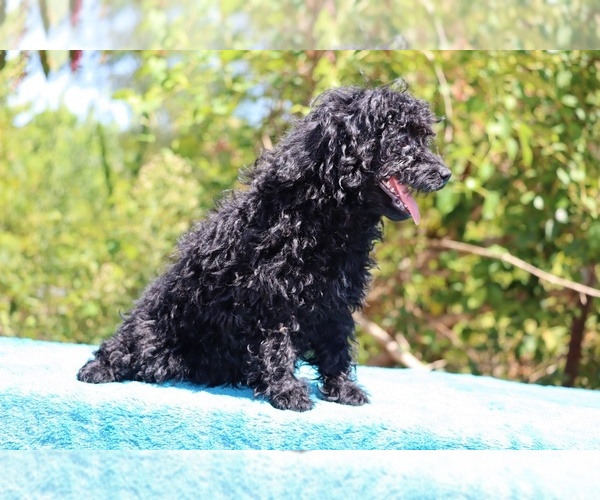 Medium Photo #13 Poodle (Toy) Puppy For Sale in DYERSBURG, TN, USA