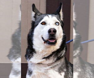 Siberian Husky-Unknown Mix Dogs for adoption in Lake Forest, CA, USA