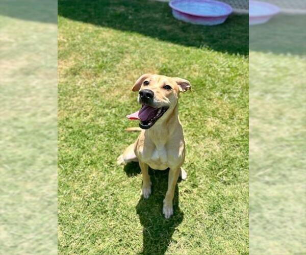 Medium Photo #2 Catahoula Leopard Dog-Unknown Mix Puppy For Sale in Temple, TX, USA