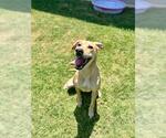 Small #1 Catahoula Leopard Dog Mix