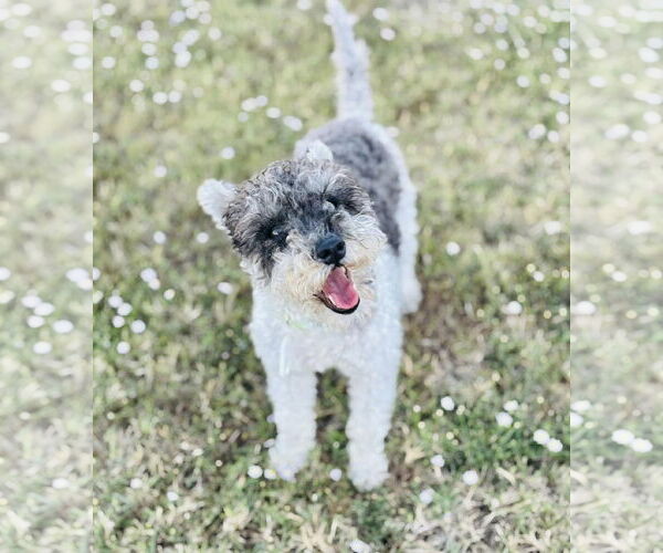 Medium Photo #2 Miniature Schnauzer-Poodle (Miniature) Mix Puppy For Sale in Minneapolis, MN, USA