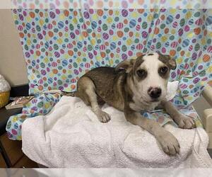 Mutt Dogs for adoption in Modesto, CA, USA