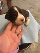 Small Photo #3 English Springer Spaniel Puppy For Sale in MANNING, SC, USA