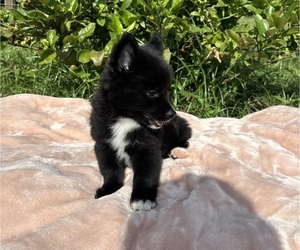 Pomsky Puppy for sale in WEBSTER, FL, USA