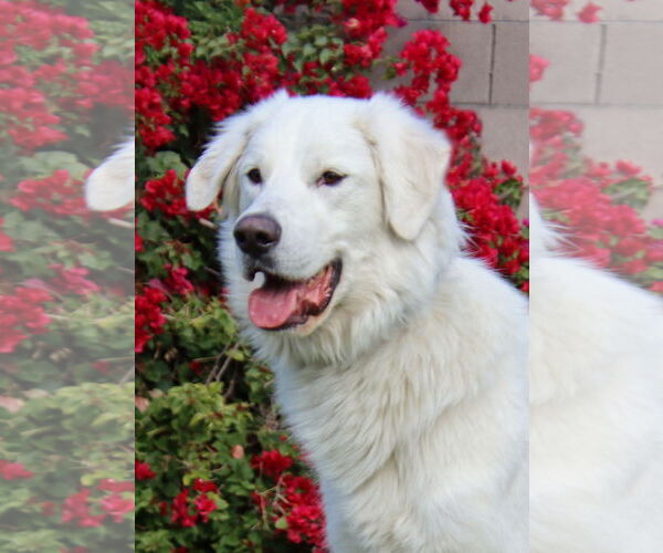 Medium Photo #6 Golden Pyrenees Puppy For Sale in Glendale , AZ, USA