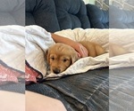 Small #22 Golden Retriever