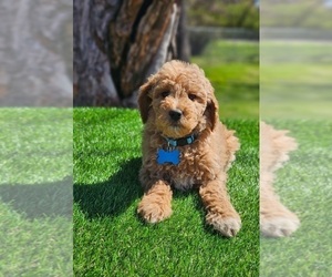 Goldendoodle Puppy for sale in INDIANAPOLIS, IN, USA