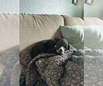 Small #2 Boston Huahua