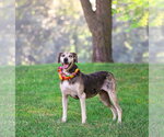 Small #5 Catahoula Leopard Dog Mix