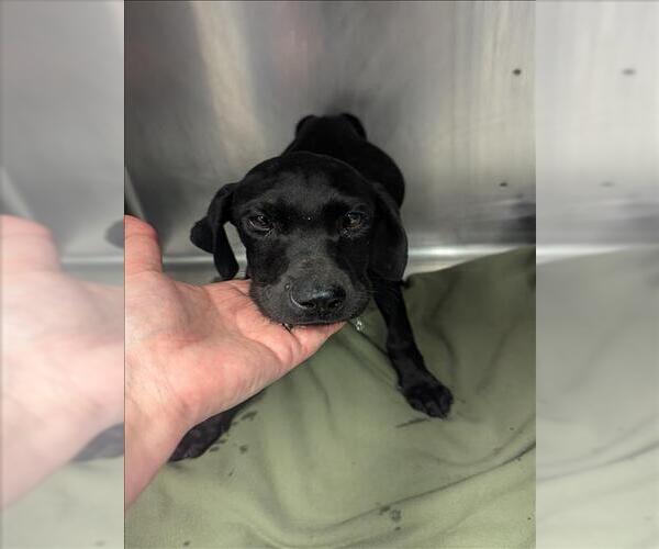 Medium Photo #1 Labrador Retriever Puppy For Sale in Conroe, TX, USA