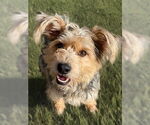 Small Norfolk Terrier Mix