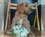 Small Photo #3 Goldendoodle Puppy For Sale in GREENCASTLE, PA, USA