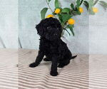 Small #2 Goldendoodle (Miniature)