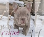Small Photo #26 French Bulldog Puppy For Sale in BOTHELL, WA, USA