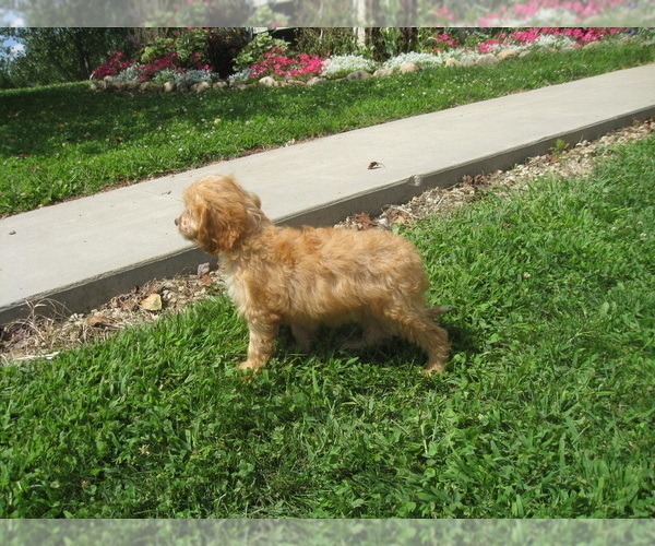 Medium Photo #2 Cavapoo Puppy For Sale in SHILOH, OH, USA