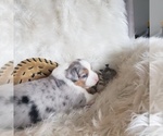 Small #20 Australian Shepherd