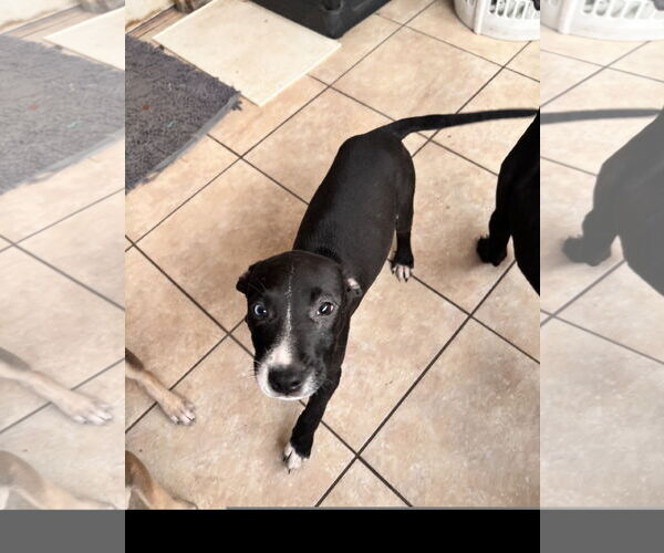 Medium Photo #1 American Staffordshire Terrier-Unknown Mix Puppy For Sale in Tracy City, TN, USA