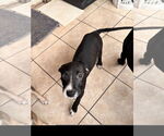 Small American Staffordshire Terrier Mix