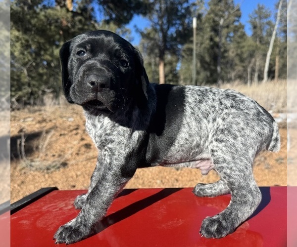 Medium Photo #1 German Shorthaired Pointer Puppy For Sale in WOODLAND PARK, CO, USA
