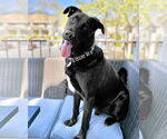 Small #6 German Shepherd Dog Mix