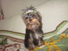 Small Photo #1 Yorkshire Terrier Puppy For Sale in CUMMING, GA, USA