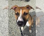 Small #2 Boxer Mix