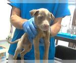 Small American Pit Bull Terrier