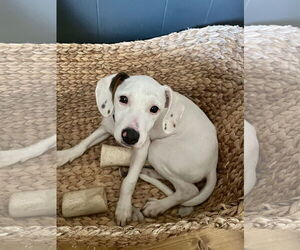 Jack Russell Terrier-Unknown Mix Dogs for adoption in Hillsboro, MO, USA