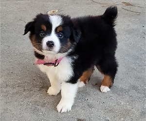 Miniature Australian Shepherd Puppy for sale in POPLARVILLE, MS, USA