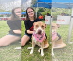 Small #2 American Staffordshire Terrier Mix