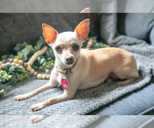 Mother of the Chihuahua puppies born on 06/11/2025