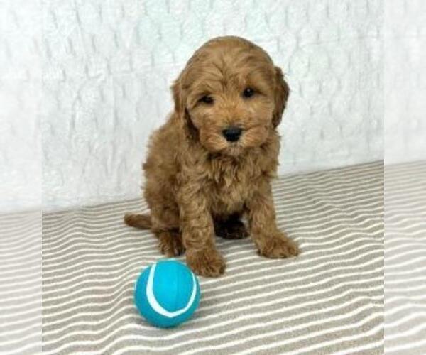 Medium Photo #4 Cavapoo Puppy For Sale in GREENFIELD, IN, USA