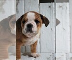 Small Photo #2 Beabull Puppy For Sale in FREDERICKSBG, OH, USA