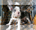 Small Photo #4 Faux Frenchbo Bulldog Puppy For Sale in SAND LAKE, MI, USA