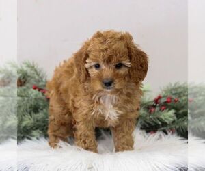 Cavapoo Puppy for sale in EAST EARL, PA, USA