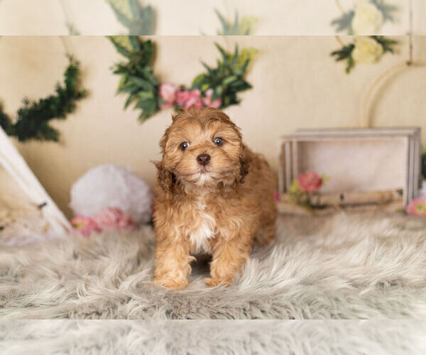 Medium Photo #5 ShihPoo Puppy For Sale in WARSAW, IN, USA