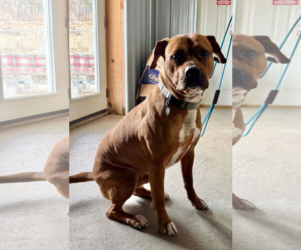 Medium Photo #8 Boxer-Unknown Mix Puppy For Sale in Germantown, OH, USA