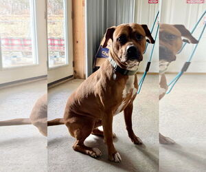 Bartholomew Cubbins - Male Boxer-Unknown Mix Dog for Adoption - Photo #8