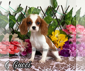Cavalier King Charles Spaniel Puppy for sale in MIAMI, FL, USA