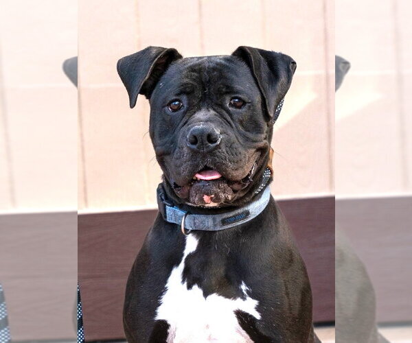 Medium Photo #13 American Staffordshire Terrier-Boxer Mix Puppy For Sale in Lake Forest, CA, USA