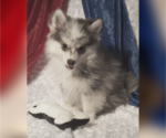 Small Photo #5 Pomsky Puppy For Sale in RAMONA, CA, USA