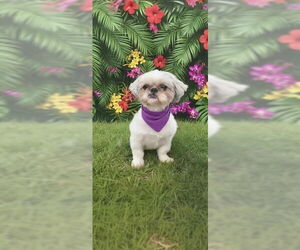 Shih Tzu Dogs for adoption in Weston, FL, USA