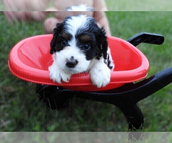 Medium Photo #2 Cavapoo Puppy For Sale in CARLISLE, KY, USA