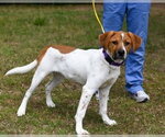 Small #2 Mutt