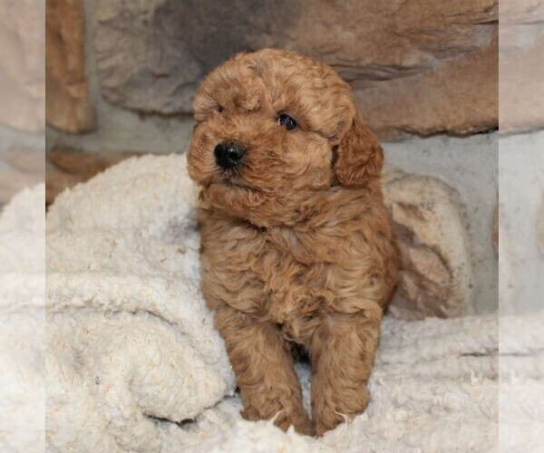 Medium Photo #4 Poodle (Miniature) Puppy For Sale in MILLERSTOWN, PA, USA