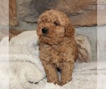 Small Photo #4 Poodle (Miniature) Puppy For Sale in MILLERSTOWN, PA, USA