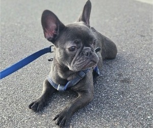 French Bulldog Puppy for sale in DADE CITY, FL, USA