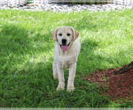 Small #4 Labrador Retriever