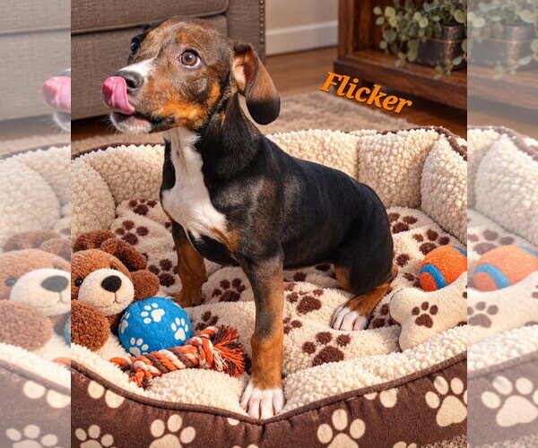 Medium Photo #3 Doxle Puppy For Sale in Southbury, CT, USA